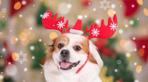 Sadly this event is cancelled  - due to low numbers  - So, This is Christmas!  - Please text 0435 002 698 for a full refund