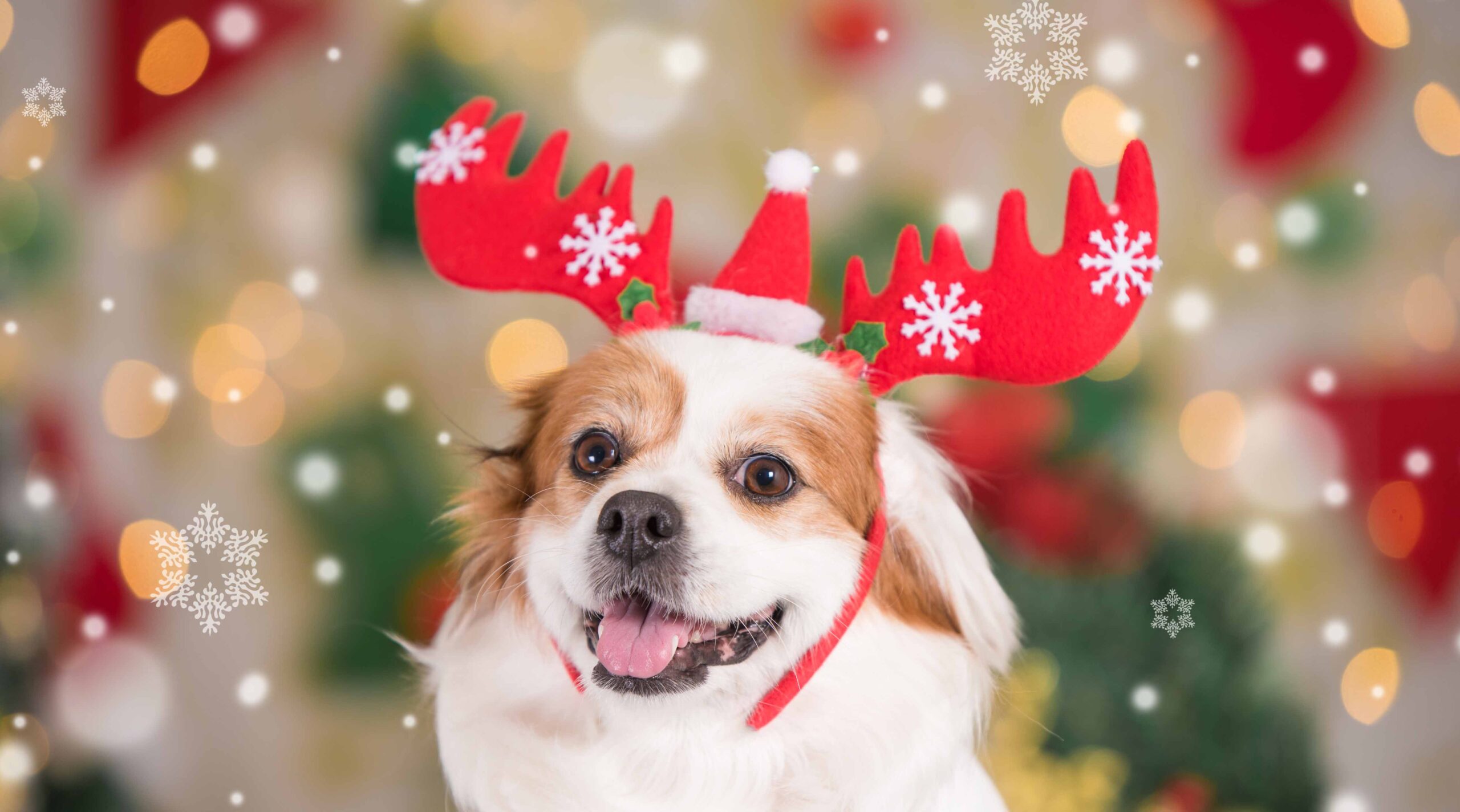 Sadly this event is cancelled  - due to low numbers  - So, This is Christmas!  - Please text 0435 002 698 for a full refund