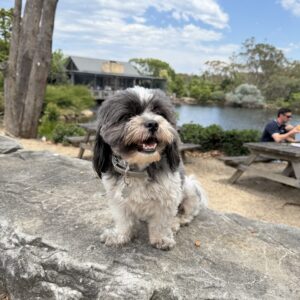 🌿🐾 Pup Dates Presents: A Day Out on the Central Coast! 🐾🌿 Dogs. Day Trips. Delightful Gin. What more could you want?