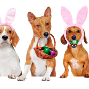 🌸🐣🐾 Pup Dates Presents: Easter High Tea & Egg-stravaganza! 🐾🐣🌸 Because Easter is better when shared with your furry best friend!